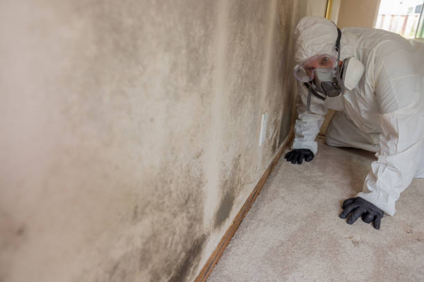 Best Carpet water damage restoration  in Fort Thomas, KY